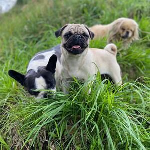 Meet your Posher, Maya